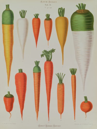 Carrots, Table IV from the 